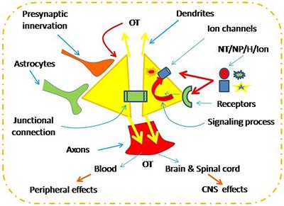 Oxytocin in Women’s Health and Disease